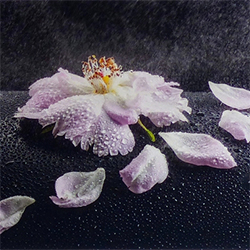 Roses et Haikus